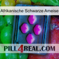 African Black Ant 04